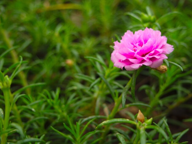 緑の自然の背景にピンクのPortulaca grandiflora公園の朝に
