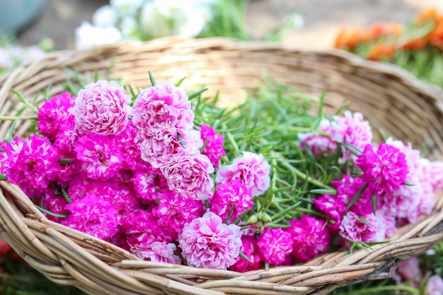 Pink PortulacaGrandiflora japanse roos Mooie zonplant