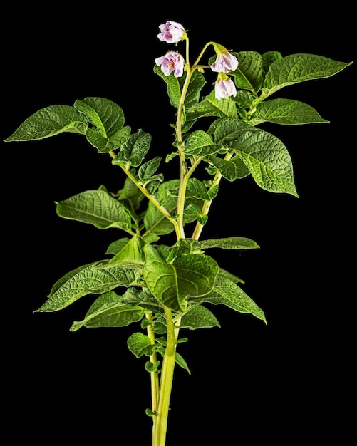 Photo pink potato fliwers isolated on black background