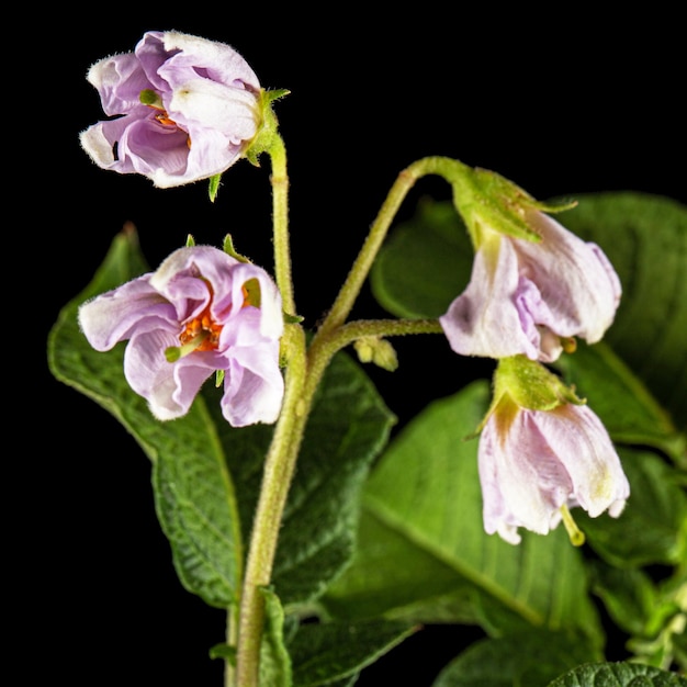 Pink potato fliwers isolated on black background