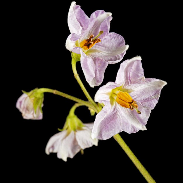 Pink potato fliwers isolated on black background