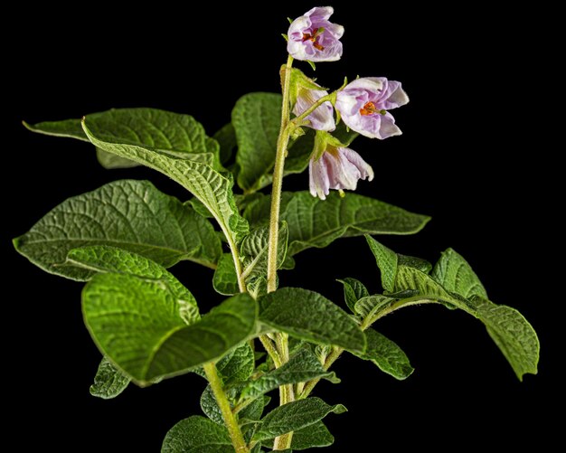 Photo pink potato fliwers isolated on black background