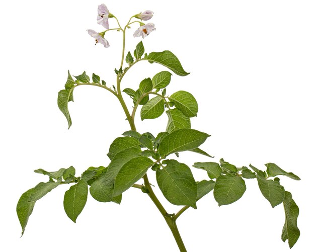 Pink potato fliwers isolated on white background