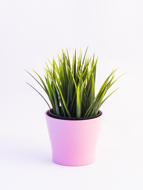 白い背景のピンクの鉢の植物