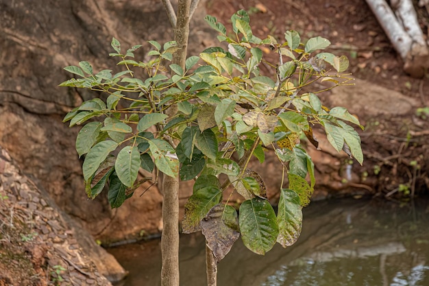 Pink Poui Tree