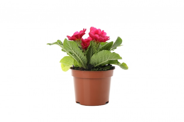 Pink primrose in flower pot isolated on white