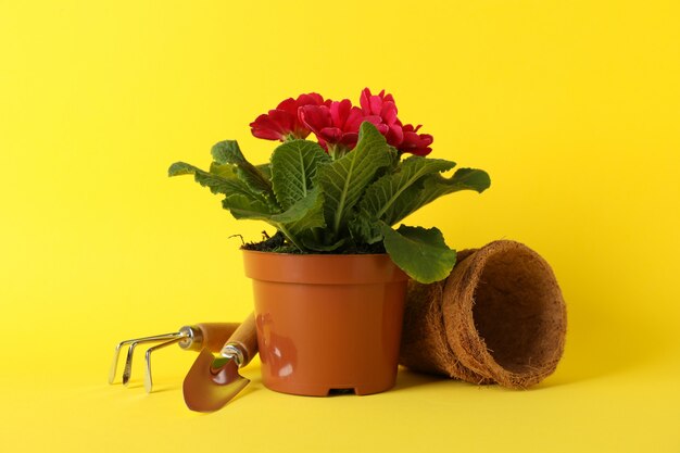 Pink primrose and gardening tools on yellow background, close up