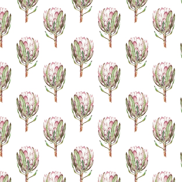 Photo pink protea flower watercolor illustration.