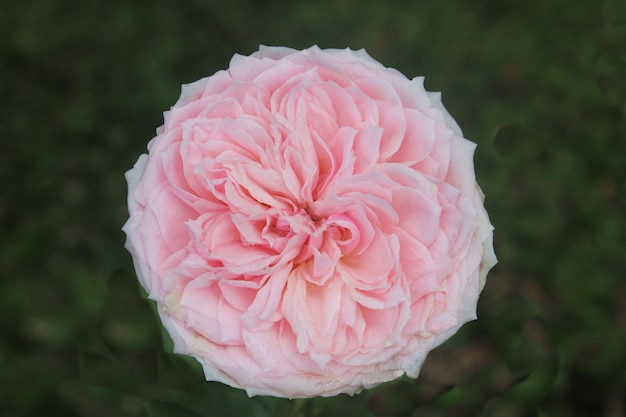 Foto rosa provenzale rosa o rosa cavolo o rose de mai che fiorisce con sfondo sfocato