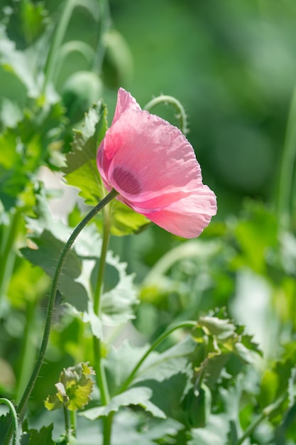 pink and purple blooming poppies on a green background on a summer day