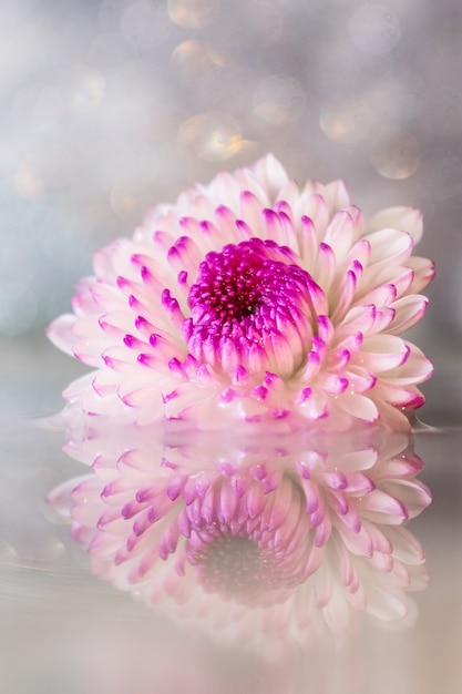 Pink-purple chrysanthemum flower close-up on a light background with reflection in a small pond. 