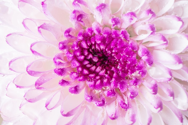 Pink-purple chrysanthemum flower close-up on a light background