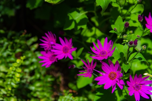 庭の緑の背景にピンク紫の菊