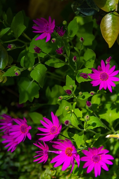 pink purple chrysanthemum on green background in the garden