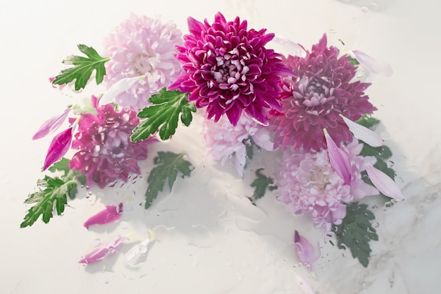 Pink and purple chrysanthemum in raindrops on white\
background