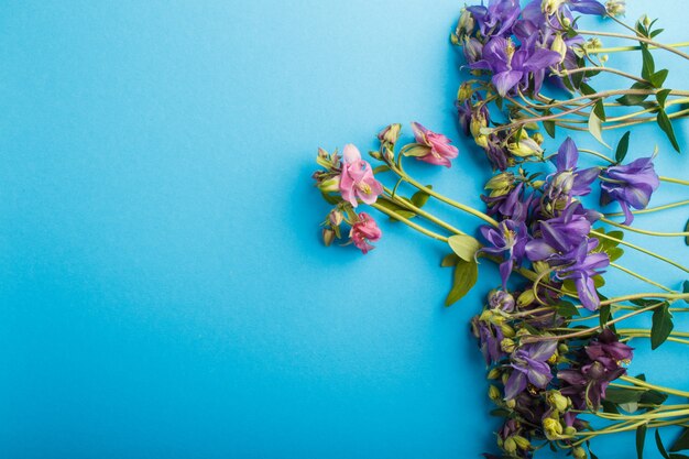 Pink and purple columbine flowers  on pastel blue.