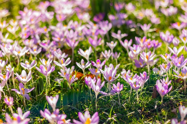 Pink and purple crocus on meadow spring blooming first flowers nature