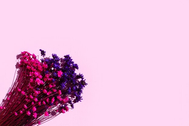 Pink and purple dry flowers on a pink background