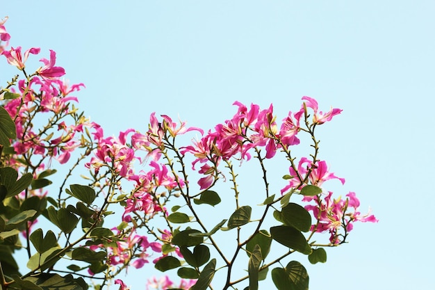 写真 オルキディアの木のピンクの紫色の花