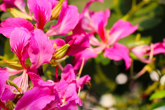 Pink purple flower of orchid tree