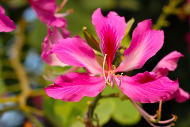 Pink purple flower of orchid tree