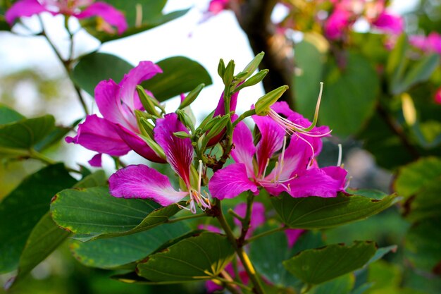 オルキディアの木のピンクの紫色の花