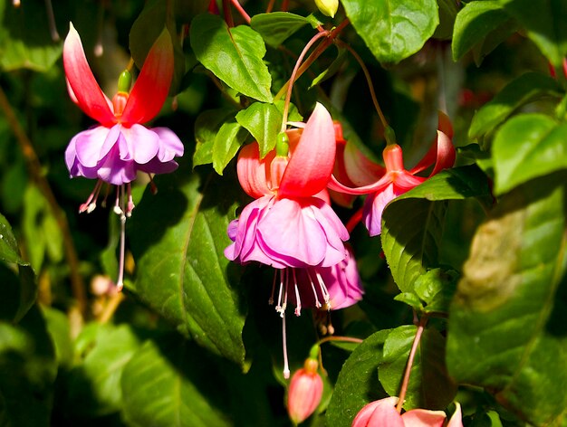 pink-purple fuchsia flowers on a green leaves background