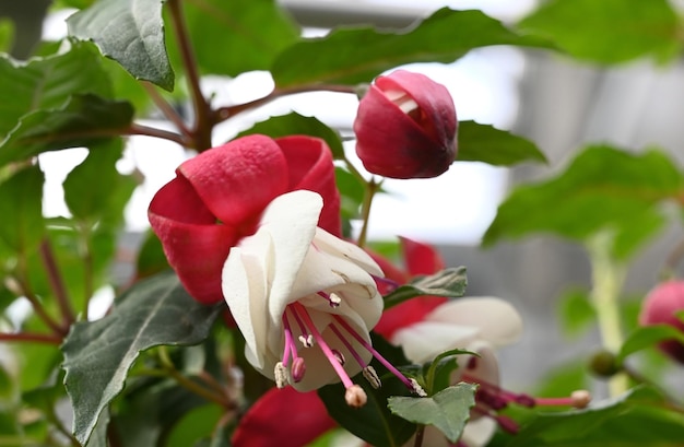 Pink and Purple Fuchsia flowers during summer