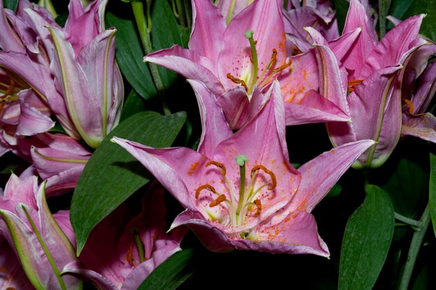 pink purple lily flower beautiful colour close up