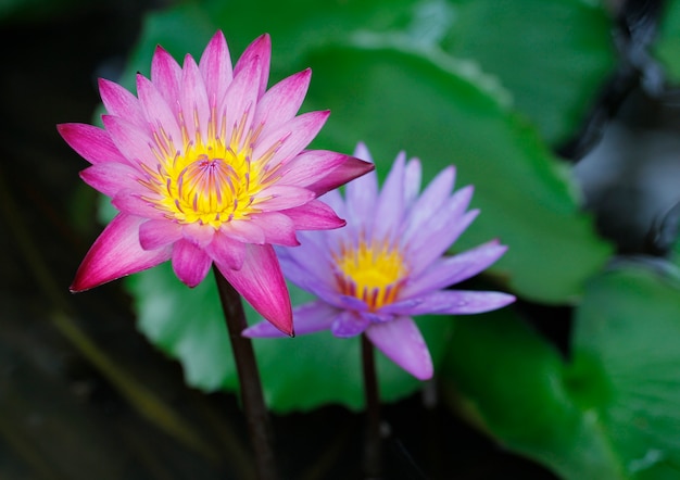 ピンクと紫の蓮の花美しい蓮