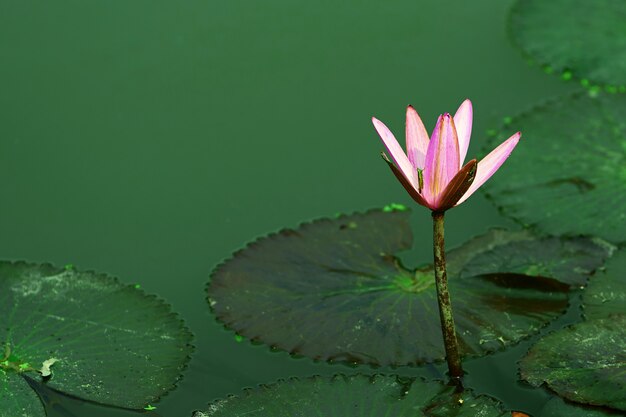 葉が付いている池の茎にピンクの紫の蓮