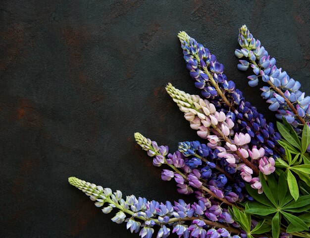 ピンクと紫のルピナスの花