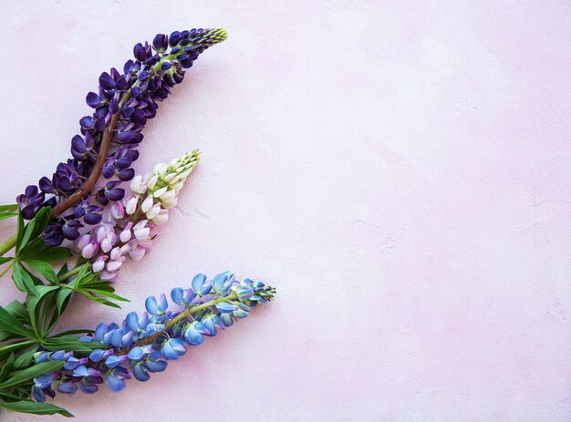 Fiori di lupino rosa e viola