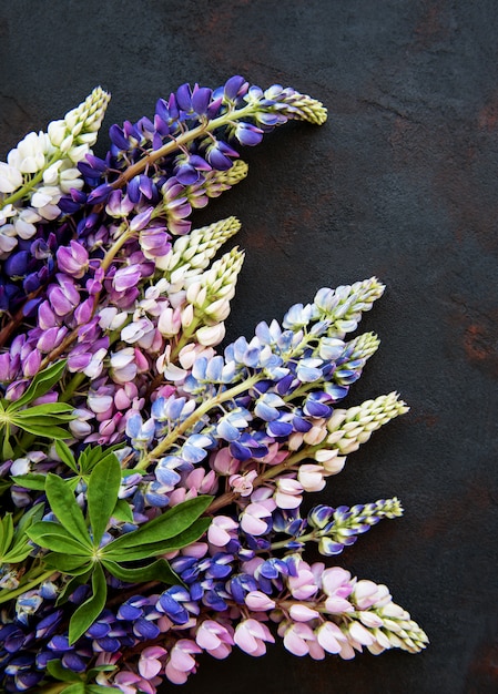 Pink and purple lupine flowers