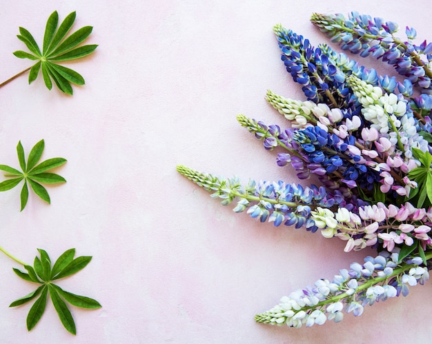 Fiori di lupino rosa e viola