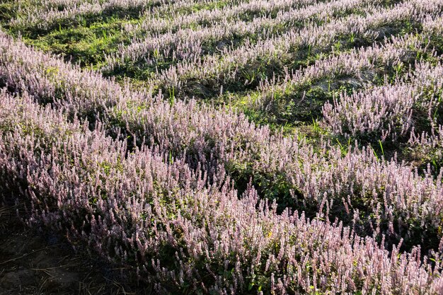 Pink purple mesona flowers at farm, Taiwan