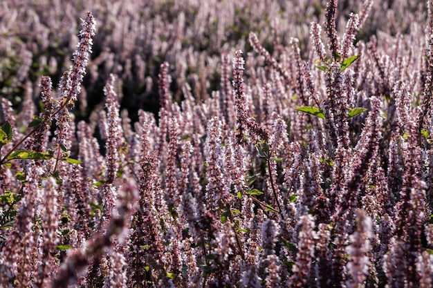 Pink purple mesona flowers at farm, Taiwan