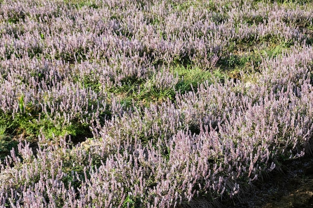 台湾の農場でピンク紫のメソナの花