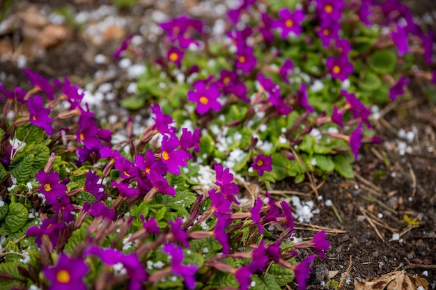 Pink or purple Primrose flowers Primula vulgaris from the family Primulaceae Spring flowers in an outdoor gardenBeautiful vibrant flowers