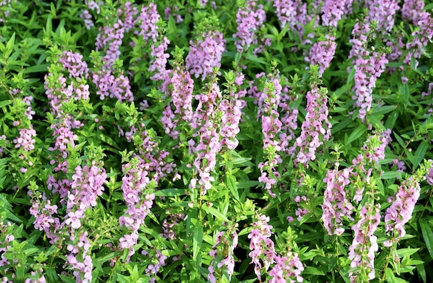 Pink and Purple Sage Flowers or Salvia Officinalis Flowers