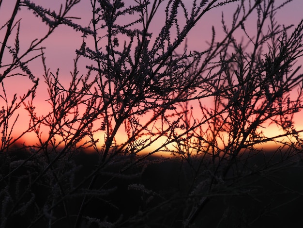 A pink and purple sky is visible through some bushes.