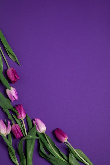 Pink and purple  tulips on a purple background