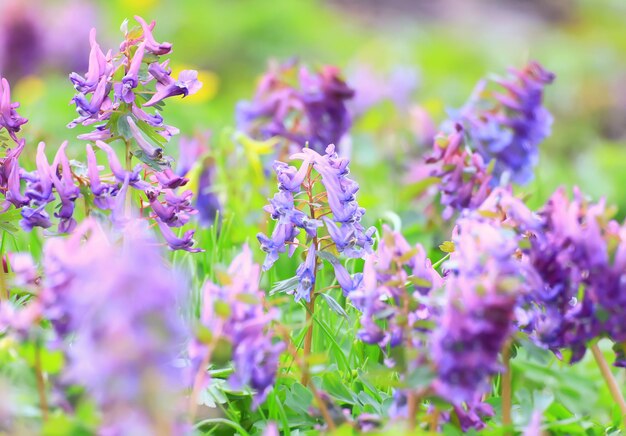 Pink purple wild spring flowers bokeh background