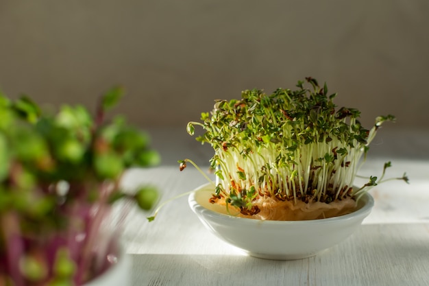 pink radish sprouts on white wooden background