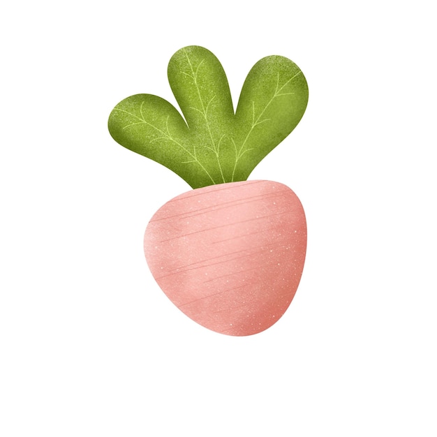 Pink Radish