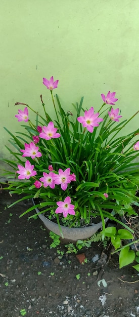 Photo pink rain lilies plants