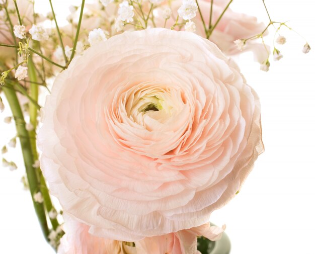 pink Ranunculus asiaticus