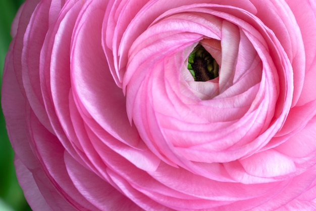 Pink Ranunculus Background. 