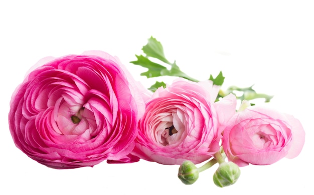 Pink ranunculus flower buds isolated on white background