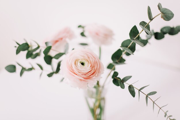 Pink ranunculus flower